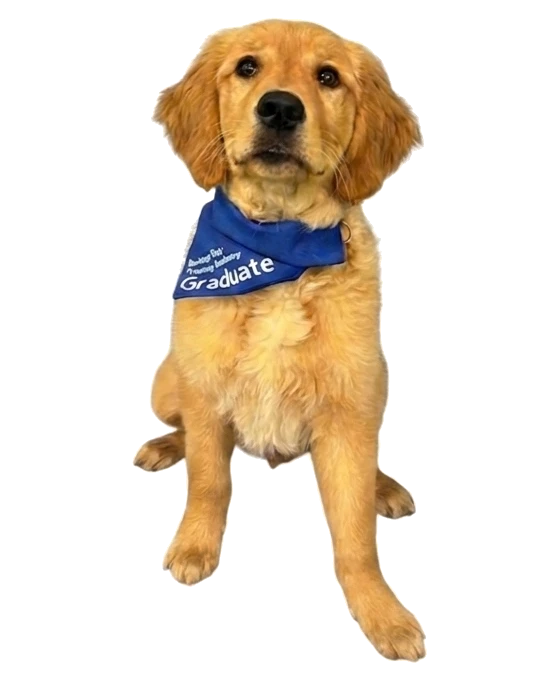 Puppy Behaviour Classes Banner