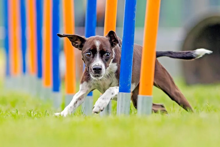Agility Taster Sessions