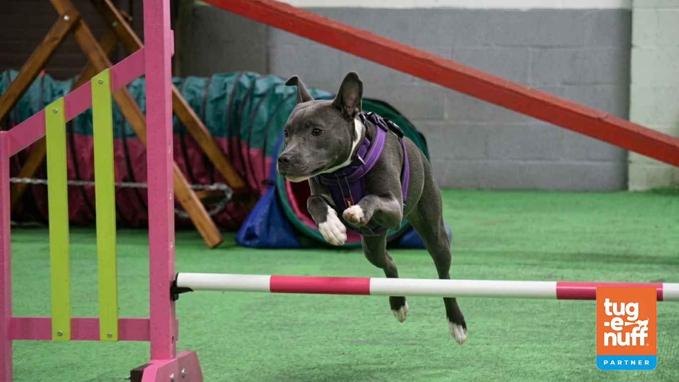 Agility Classes Banner