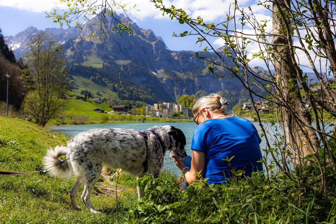 Professional dog training session